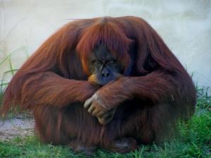 orangoutang.jpg